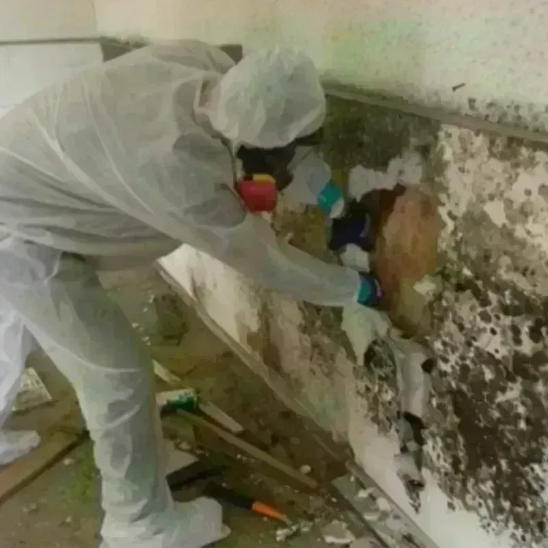 Mold Remediation and Removal in Russell, PA